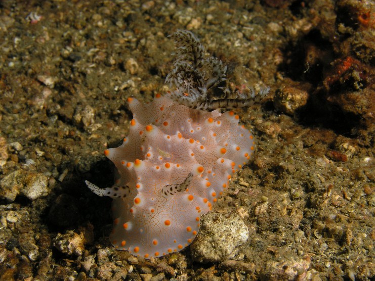 2009-Lembeh P5200133