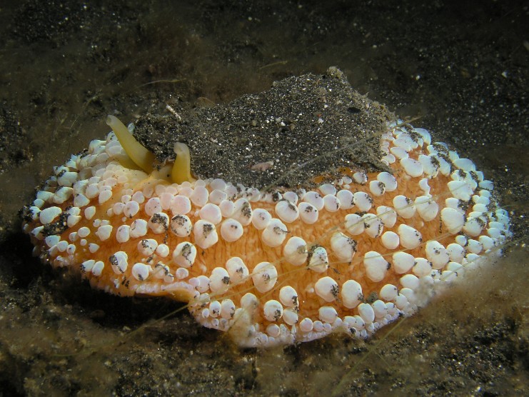 2009-Lembeh P5220477