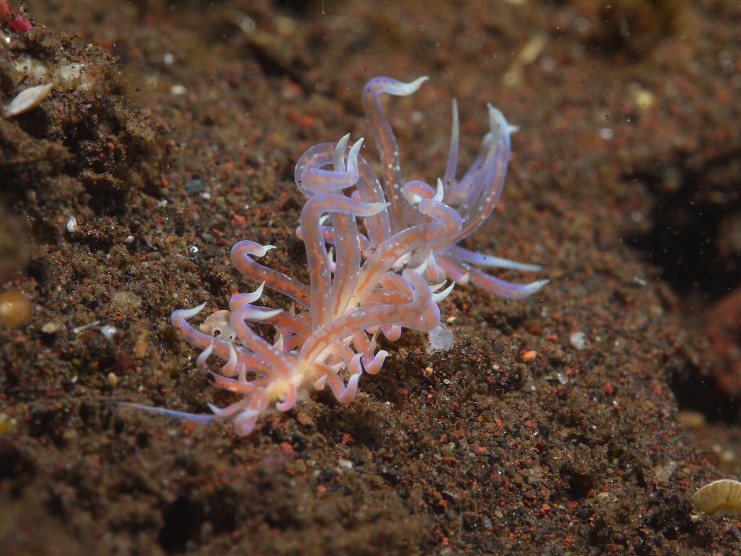 P1050523 Flabellina Sp @ Seraya, Bali