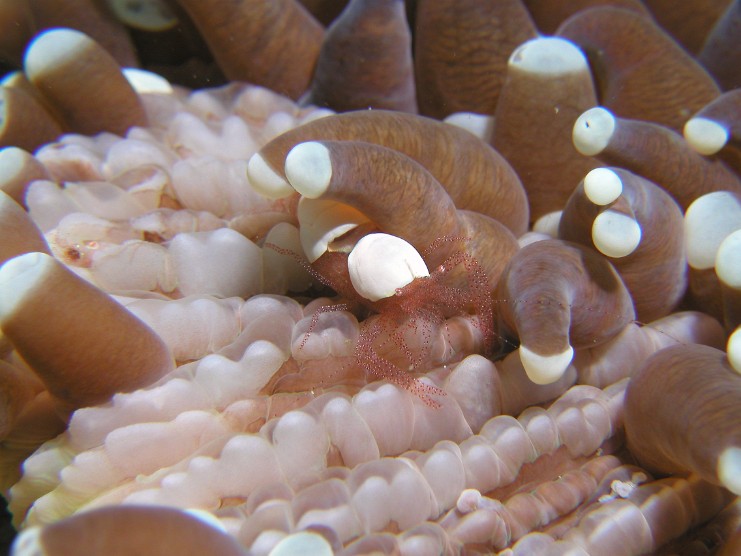 2004-Lembeh-P4152254
