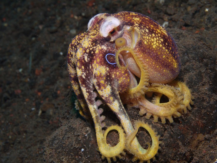 P1010785 Mototi Octopus Seraya, Bali 2010
