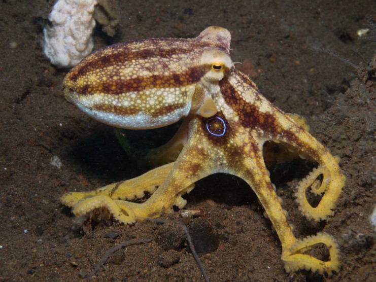 P1010822 Mototi Octopus Seraya, Bali 2010