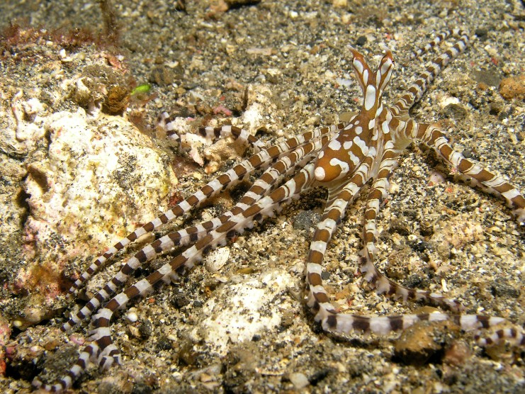 P5200182 Wonderpus Lembeh Straits, Indonesia 2009