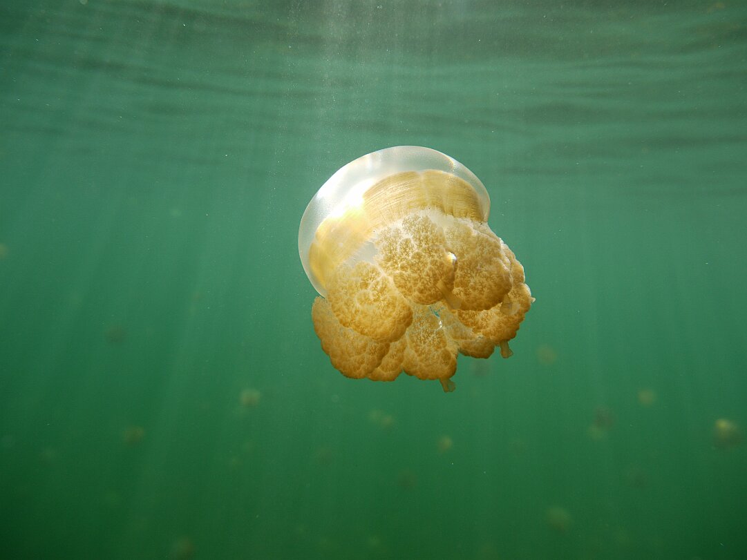 Jellyfish Lake