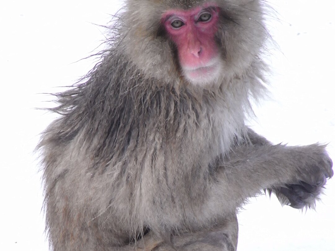 Jigokudani Observing the Japanese Snow Monkeys in their hot spring pool