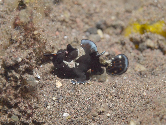 P1050966 1cm Juv painted frog fish ?