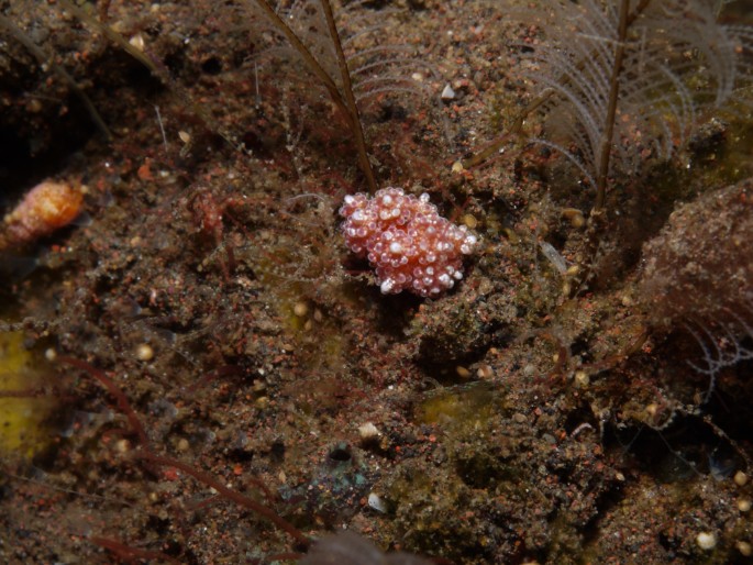 P1050612