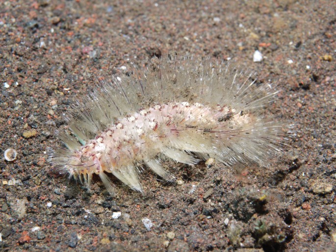 P1050435 Golden Fire Worm (Chloeia flava)