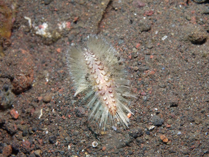 P1050436 Golden Fire Worm (Chloeia flava)