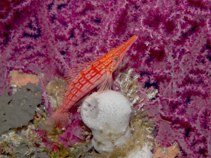 P1060150 Longnose Hawkfish on Purple Sea Fan at DropOff 28m