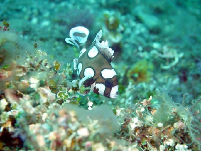 P1060267