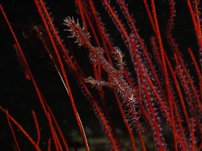 P1050568