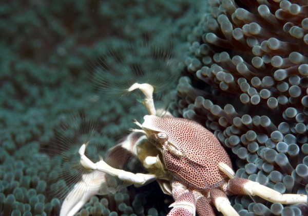 Crabs and Shrimps of crustaceans big and small ... common and uncommon