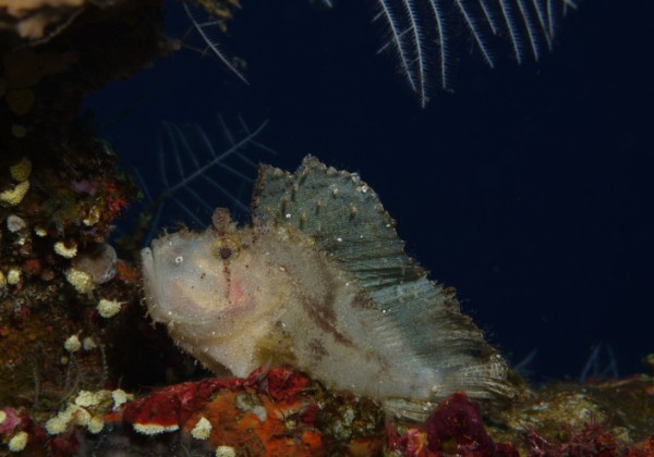 Leaf and Frog Fishes