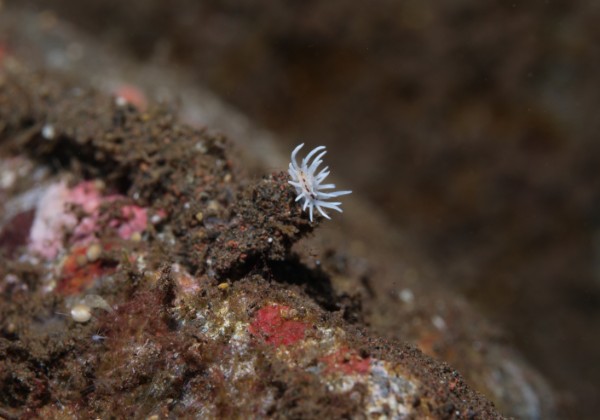 Micro Nudibranches Shot of FAITH ... the dive guides at Villa Markisa has the ability to locate microscopic sized nudibranches which you...