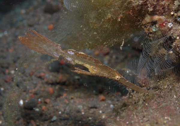 Pipefishes of ghost pipefishes, robust ghost pipes, pygmy seahorses ...