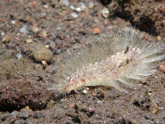 P1050430 Golden Fire Worm (Chloeia flava)