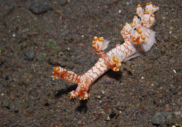 Underwater Gallery The gems of Seraya Secrets ... of nudibranch, pipefish, crabs, shrimps and all things microscopic ...