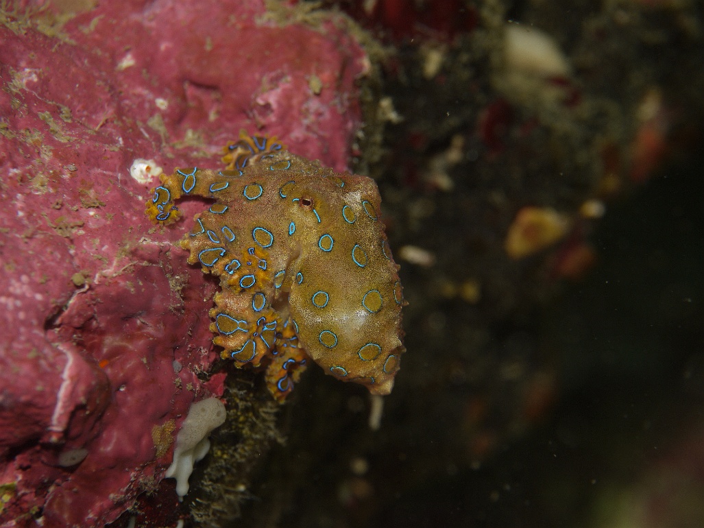 P1070537 Blue Ring Octopus (Hapalochlaena lunulata)