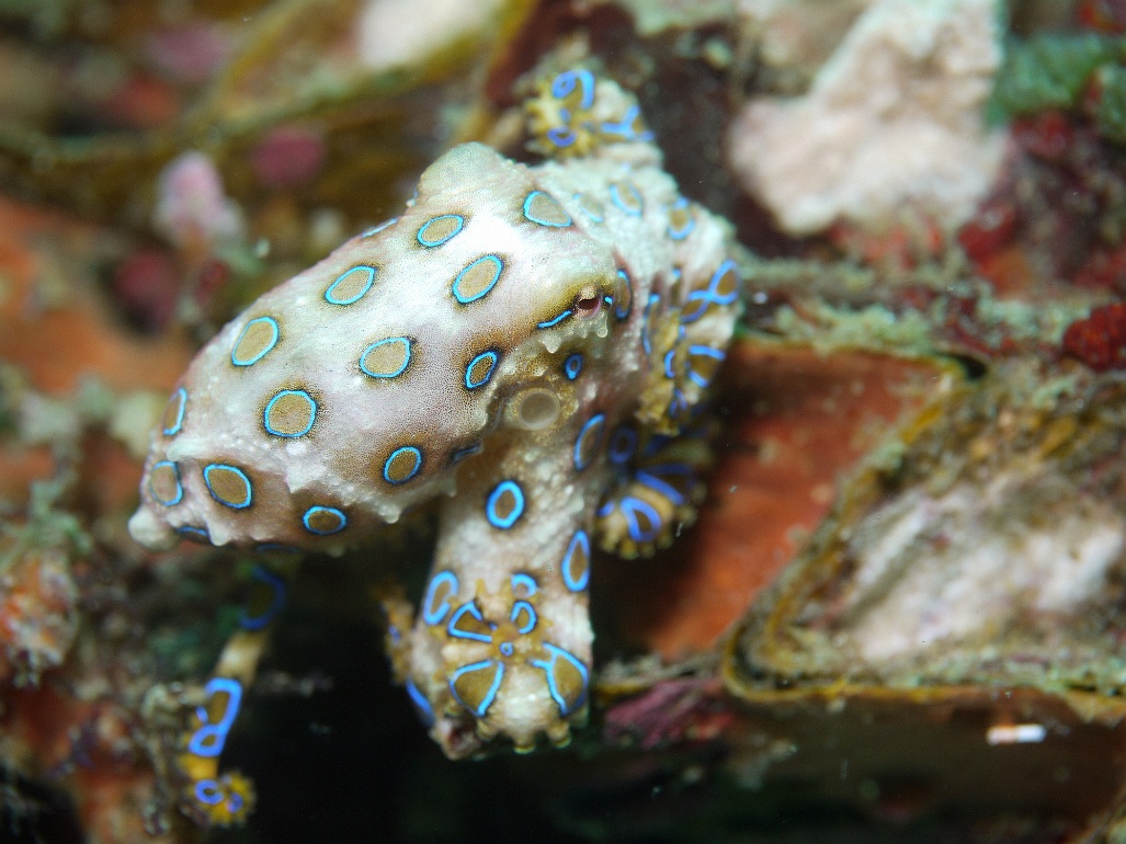 P1070541 Blue Ring Octopus (Hapalochlaena lunulata