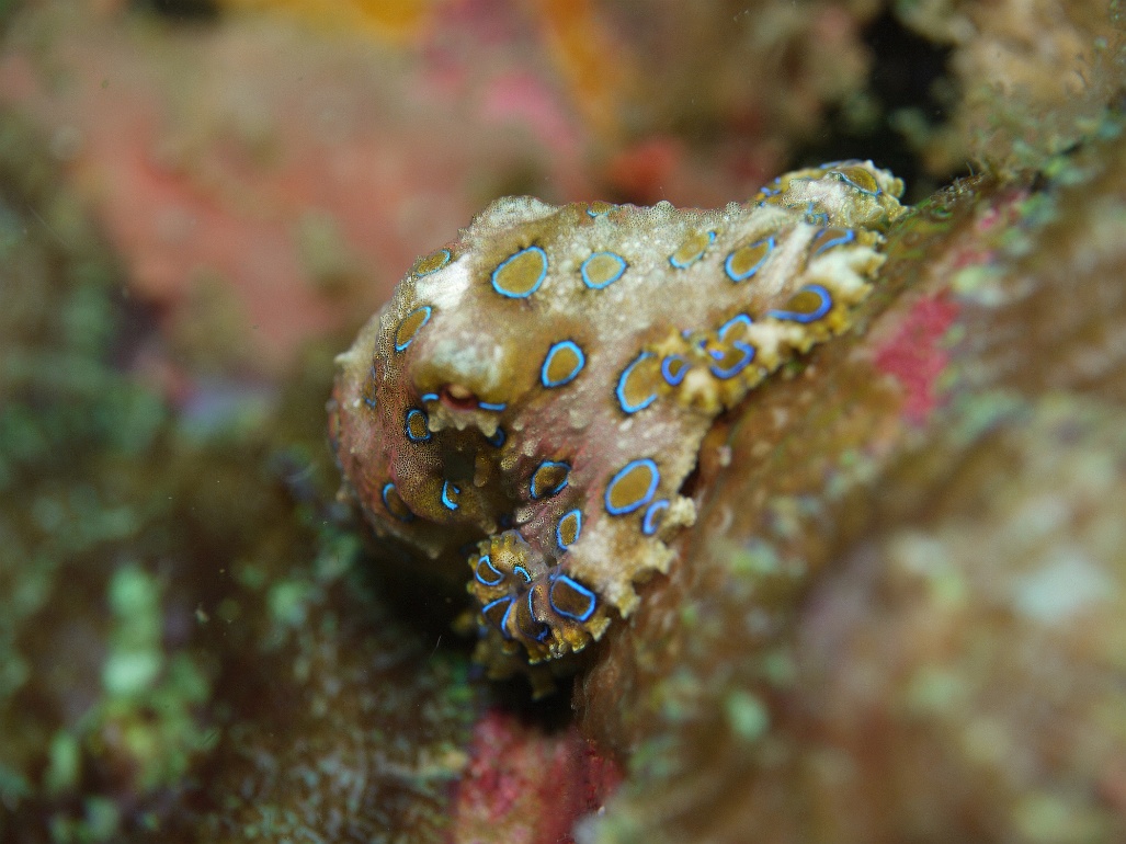 P1070546 Blue Ring Octopus (Hapalochlaena lunulata