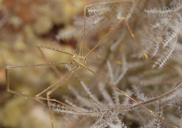 Gato Island Of blue ring octopus and another macro haven