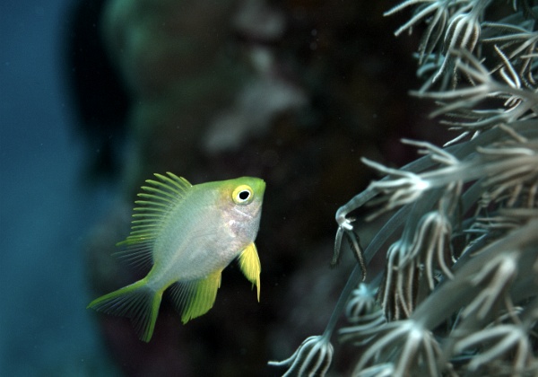 Mactan Diving in Olango Island, Hilu Tungan Island and Talima Point