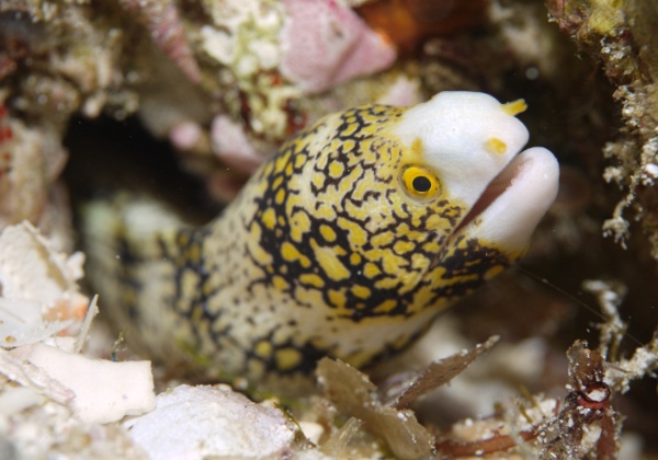 Malapascua Island Of nudibranchs, mandarin fish and a whole lot more ...