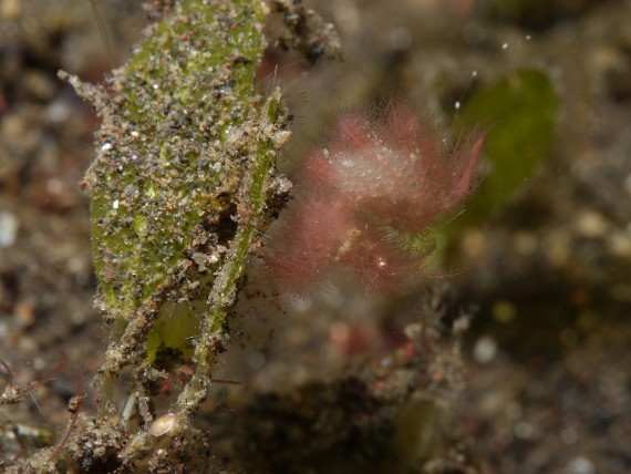 P1080615 Phycocaris simulans