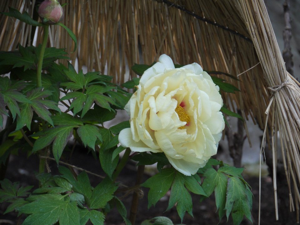 P1080886