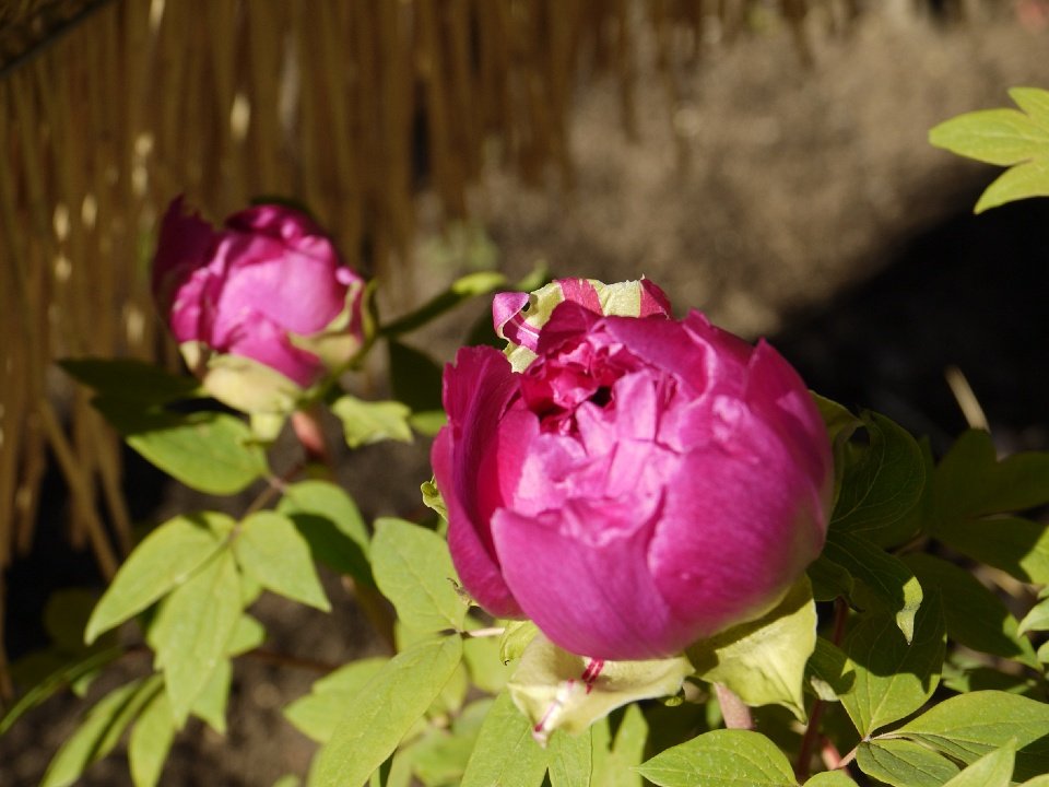 P1080935