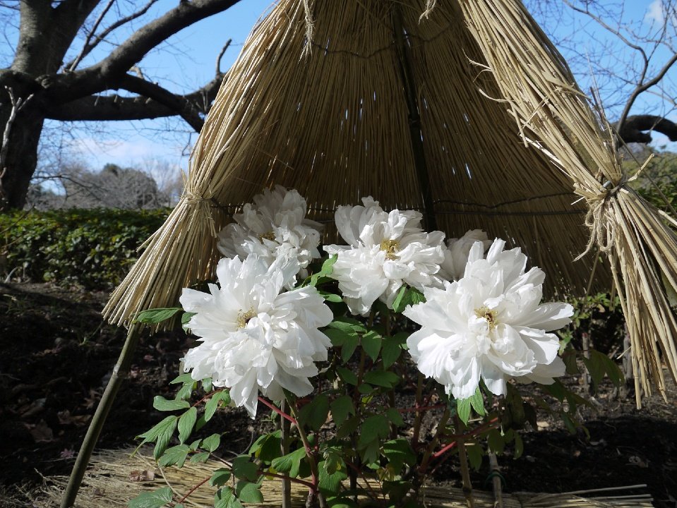 Winter Peony Matsuri Winter peony of 鶴岡八幡宮 (Tsurugaoka Hachimangū)