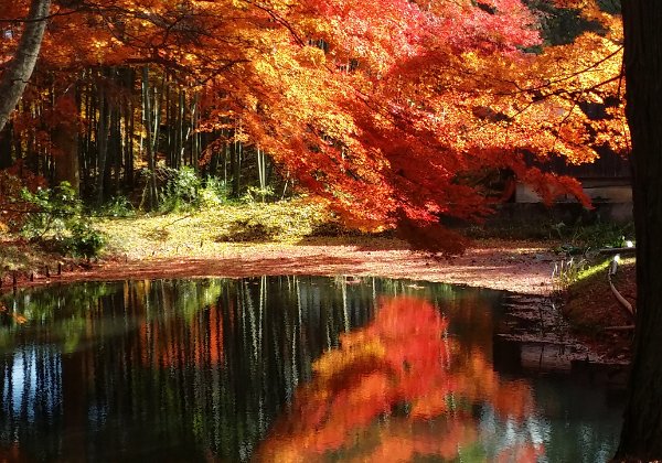 Hiraizumi 平泉 Visiting the World Heritage site of Chusonji 中尊寺, golden temple of Fujiwara Saikojitakkokuiwaya 達谷西光寺, a cave temple...