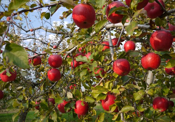 Hirosaki 弘前 2-hour drive from Tsuta to Hirosaki the city of apple farms. Enroute the Jogakura Ohashi Bridge and stopping by highway...