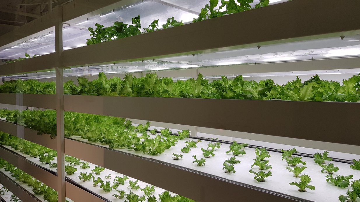 20171110_103628 hydroponic farm in itoya ginza