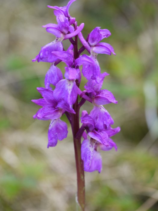 P1120786 Did not expect to find terrestrial orchids up north