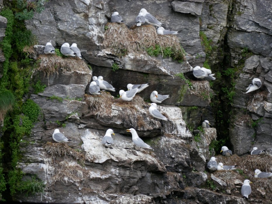 P1080255 The black-legged Kittiwake colony near the harbour