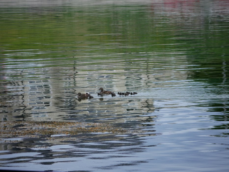 P1080302 Female eider ducks with their ducklings