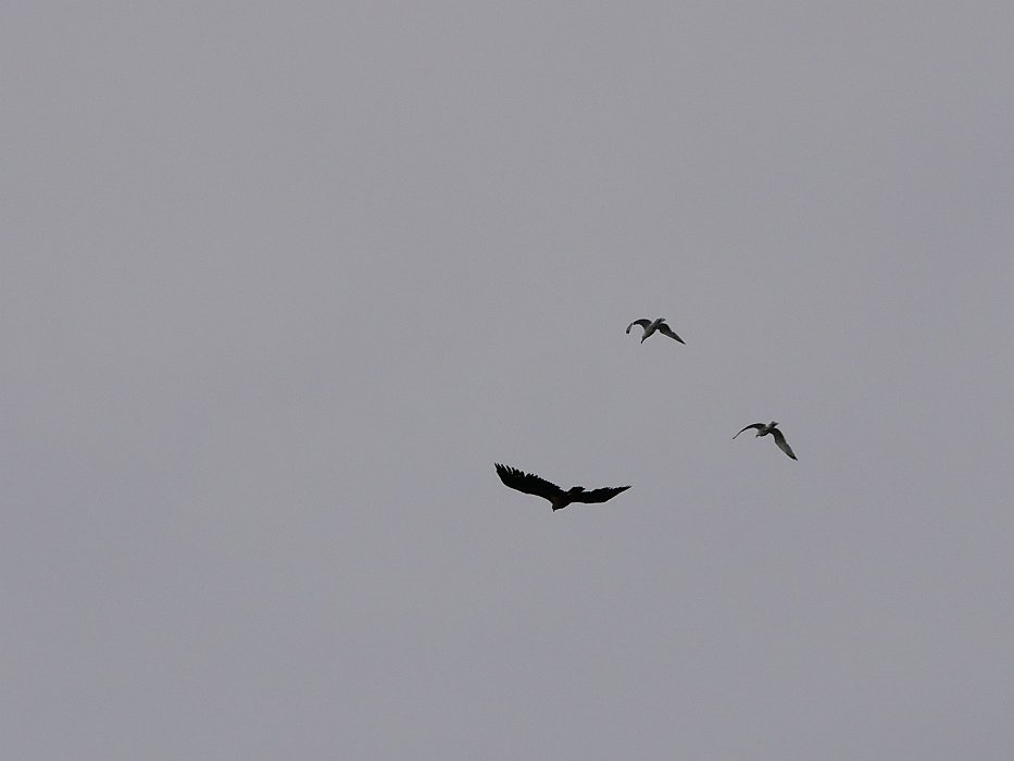 P1080782 A whitetail sea eagle being chased off by the kittiwakes