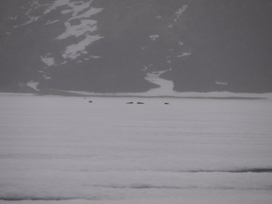 P1130192 Its hard to tell but the ice was littered with seals, a polar bear's favourite