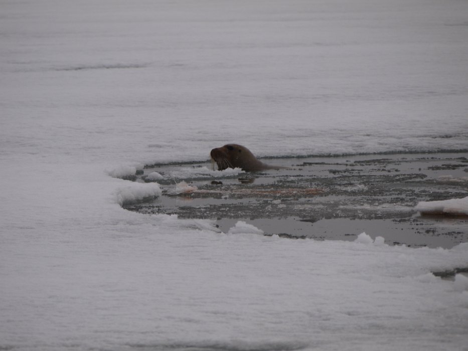 P1130204 The bearded seal bobbing around our zodiac