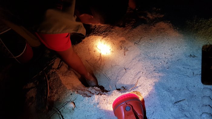 20190428_203435 That was how deep the turtle dug