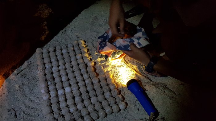 20190428_203652 Packing them up to the hatchery