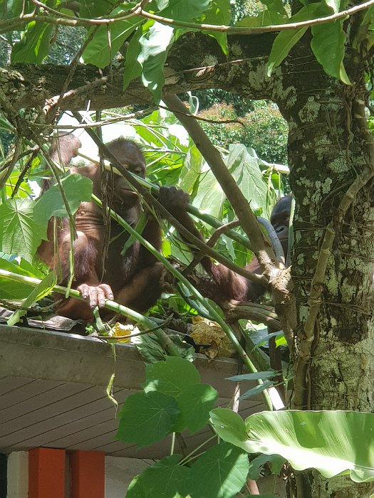 20190502_132630 Hanging out on the roof of the sunbear conservation center. We came to see sunbear and got orang-utans as a bonus !