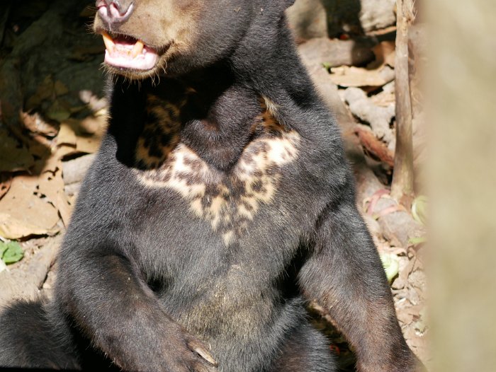 P1090105 Just like manta ray, the pattern on the sunbear's chest uniquely identifies each bear.