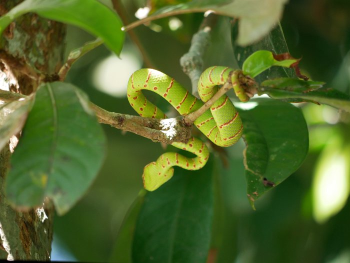 P1090110 Green Tree Viper