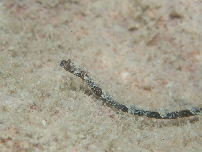 P4270025
