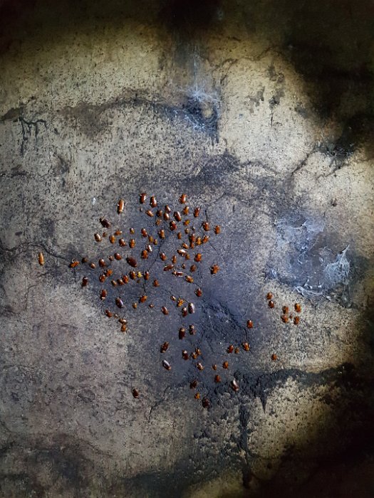 20190503_150428 roaches everywhere ...