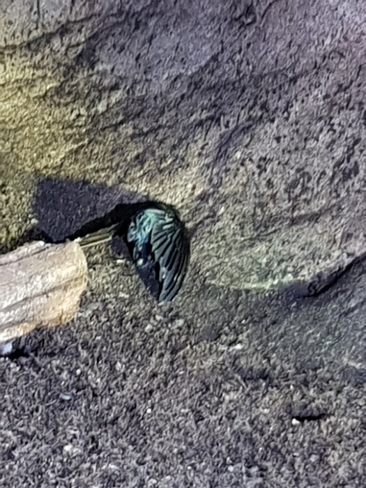 20190503_150635 dead swiftlet