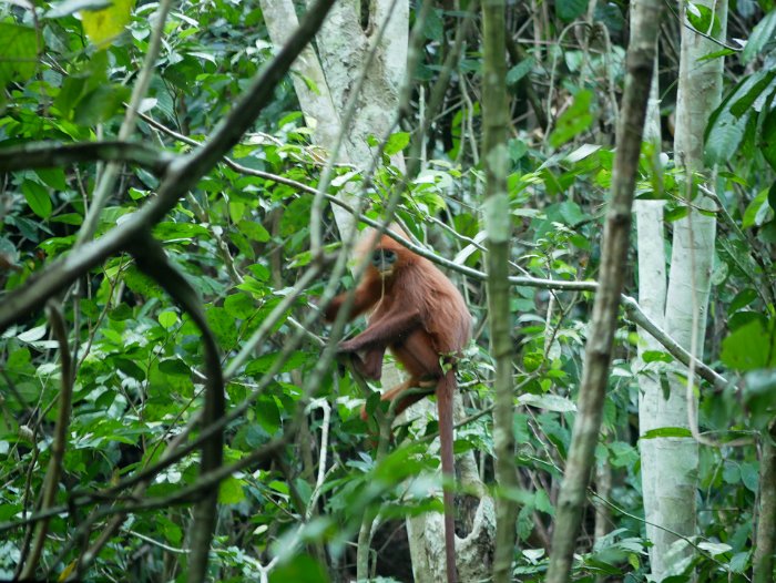 P1090154 The red leaf monkey is apparently quite rare to spot.
